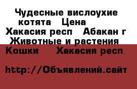 Чудесные вислоухие котята › Цена ­ 500 - Хакасия респ., Абакан г. Животные и растения » Кошки   . Хакасия респ.